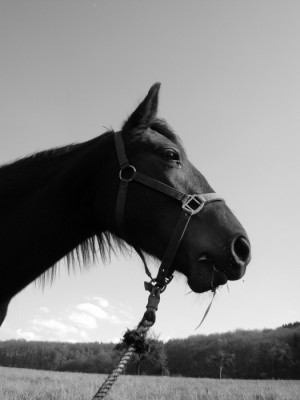 Tiere 112.jpg