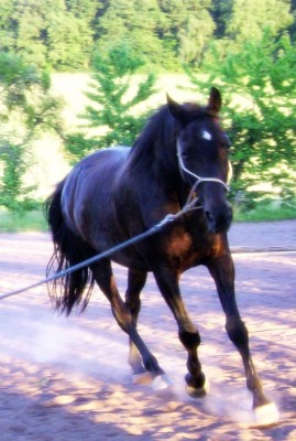 Tiere 160.jpg