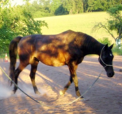 Tiere 159.jpg