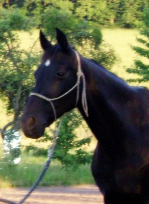 Tiere 158.jpg