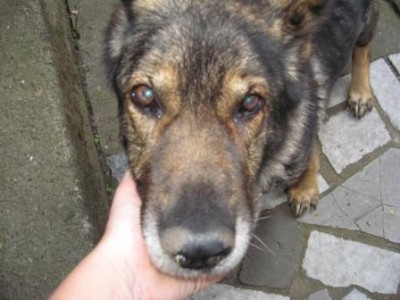 roxy.JPG (36.84 KiB) 16113 mal betrachtet Roxy * 07.12.1997 - + 01.05.2010