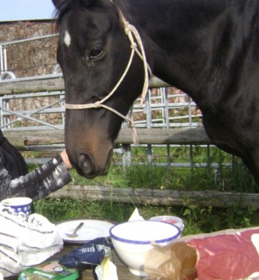 Tiere 263.jpg