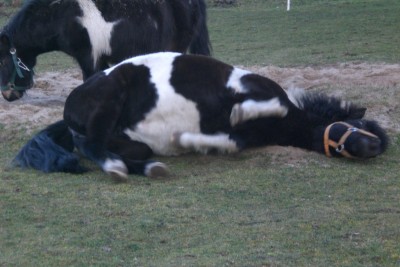 CIMG0977.JPG (375.93 KiB) 17644-mal betrachtet CIMG0977.JPG