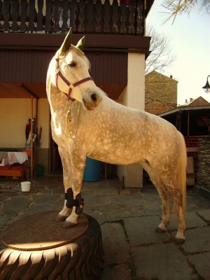 Eskada (8).JPG (232.85 KiB) 8844-mal betrachtet Eskada (8).JPG