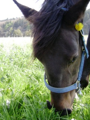 Tiere 122.jpg