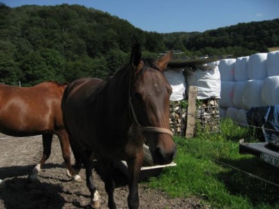 087 (2).JPG (59.59 KiB) 30075-mal betrachtet 087 (2).JPG