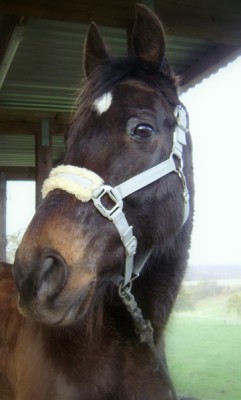 Tiere 075.jpg