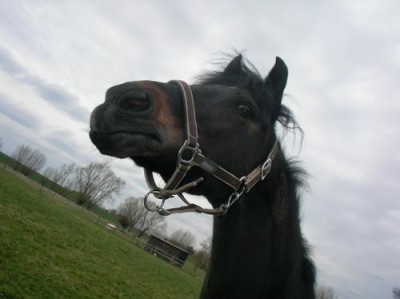 1207251852_f.jpg (18.94 KiB) 8845-mal betrachtet 1207251852_f.jpg