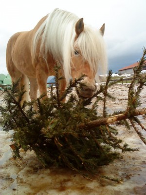 DSC00410.JPG (110.86 KiB) 13248-mal betrachtet DSC00410.JPG