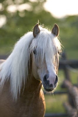 Haflinger-Hengst-Blitz42.jpg (19.1 KiB) 15334 mal betrachtet SÜSS!!!
