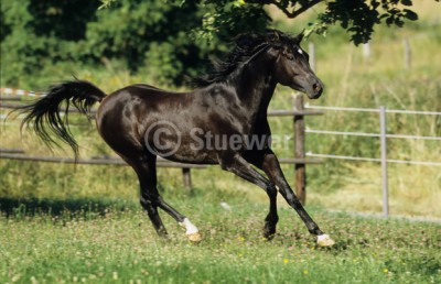 Araber Hengst.jpg