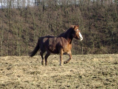Kopie von Tiere 307.jpg