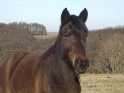 Kopie von Tiere 329.jpg