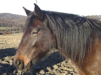 Kopie von Tiere 318.jpg